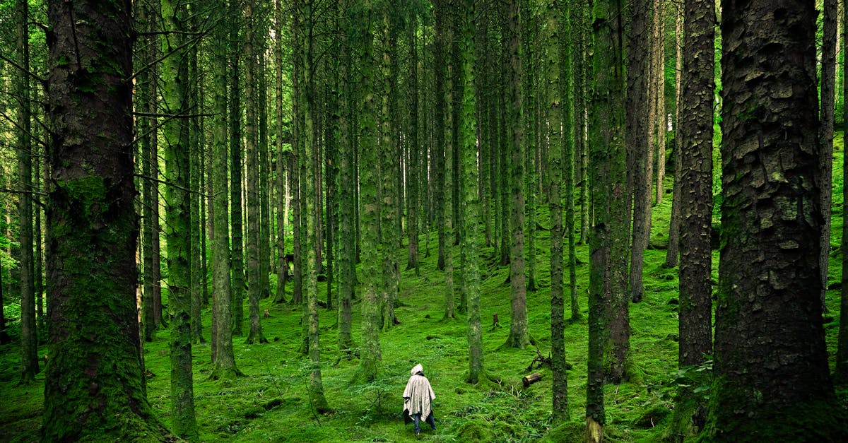 découvrez notre collection époustouflante de fonds d'écran nature, vous plongeant dans la beauté des paysages verdoyants, des montagnes majestueuses et des plages tranquilles. transformez votre écran avec des images à couper le souffle qui vous reconnectent à la nature.