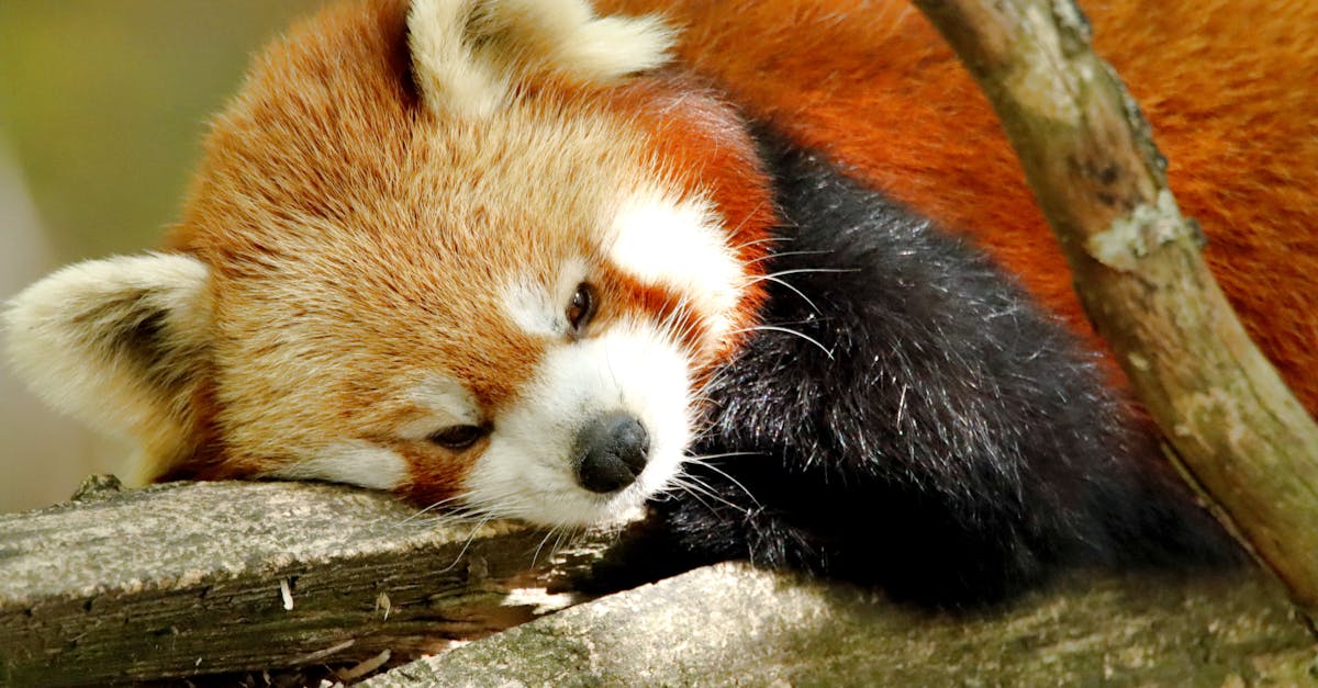 découvrez mozilla firefox, le navigateur web rapide et sécurisé qui respecte votre vie privée. profitez d'une expérience de navigation fluide avec des fonctionnalités avancées, des extensions personnalisables et une interface conviviale.