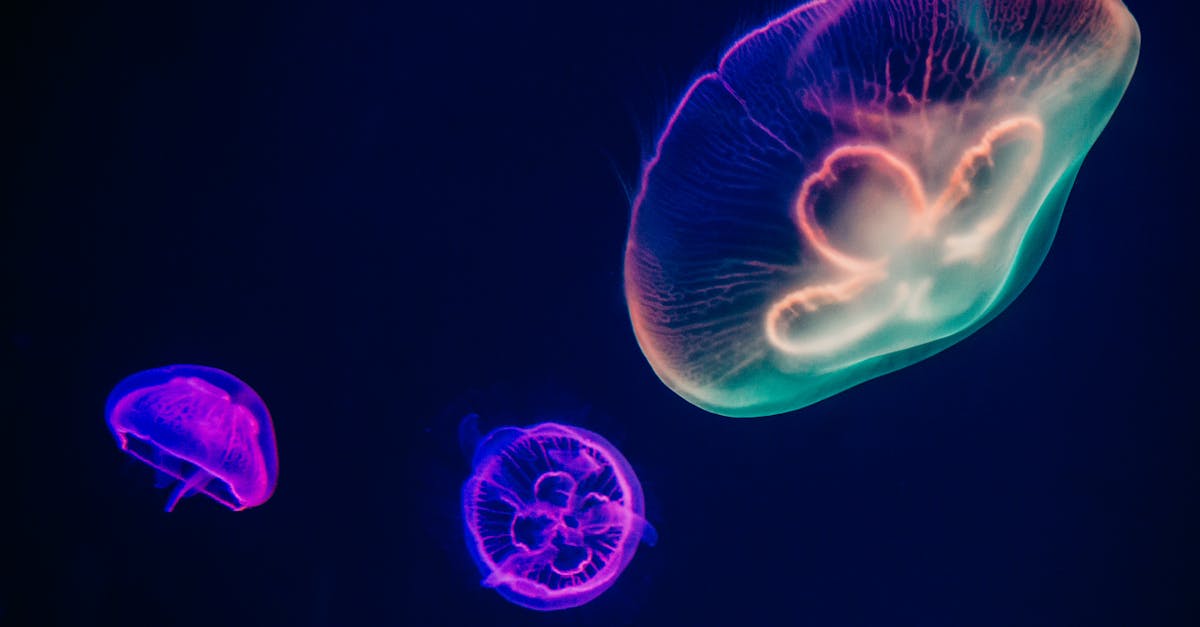 découvrez deepl, le traducteur en ligne révolutionnaire qui utilise l'intelligence artificielle pour fournir des traductions précises et naturelles dans plusieurs langues. améliorez votre communication et votre compréhension linguistique avec des fonctionnalités avancées et un interface conviviale.