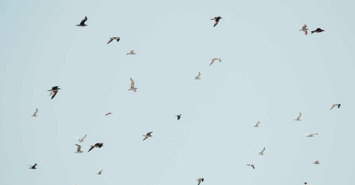 découvrez le processus de migration, ses enjeux et ses implications sur la société et l'environnement. informez-vous sur les différentes formes de migration, les motivations des migrants et les solutions pour une intégration réussie.