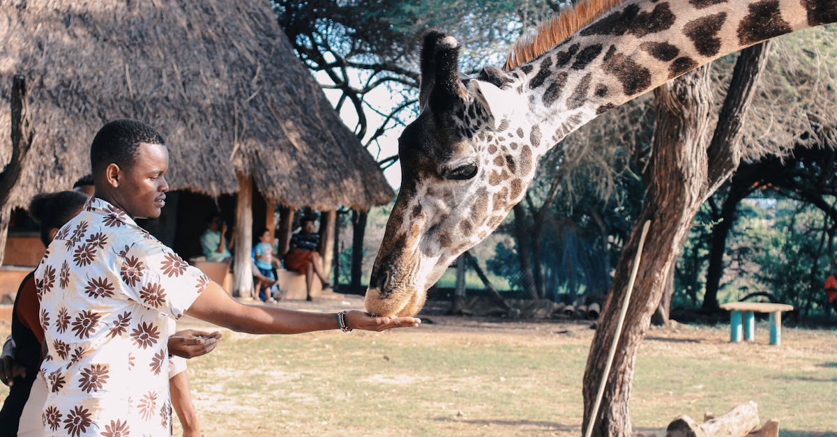 découvrez l'aventure ultime avec notre safari inoubliable : explorez des paysages sauvages, observez la faune majestueuse et vivez des moments authentiques au cœur de la nature.