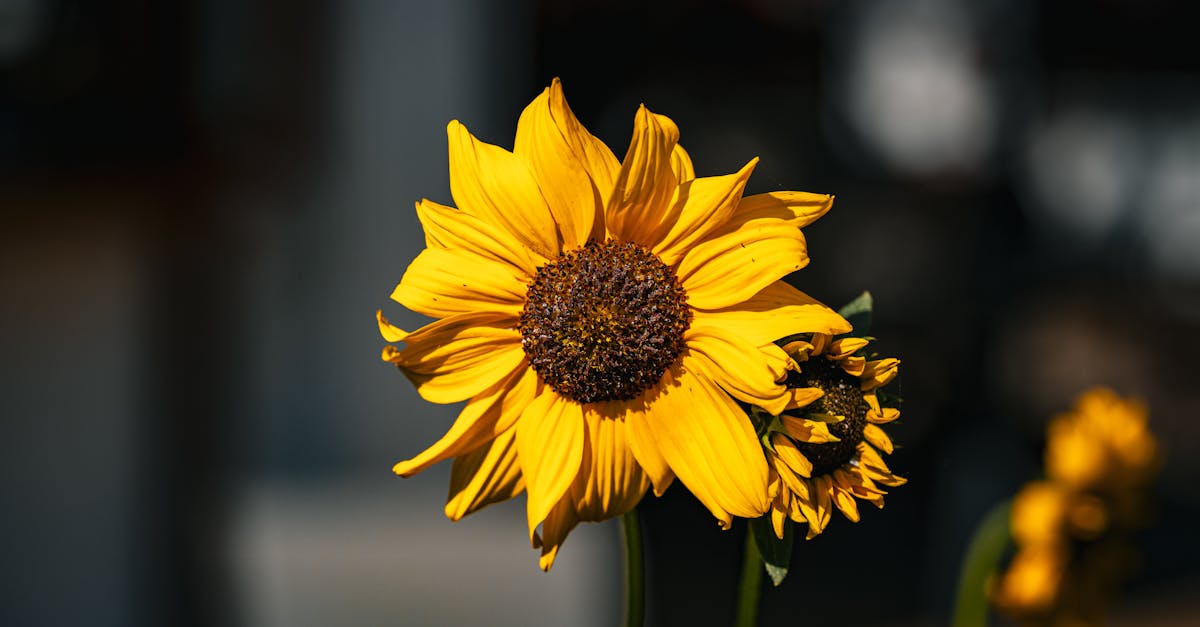 découvrez notre collection de fonds d'écran d'été vibrants et inspirants. transformez votre écran avec des paysages ensoleillés, des fleurs colorées et des plages paradisiaques pour célébrer la saison estivale.