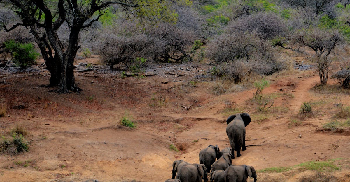 découvrez l'aventure inoubliable d'un safari, une expérience immersive au cœur de la faune sauvage. partez en explorant des paysages époustouflants et observez les animaux dans leur habitat naturel, tout en vivant des moments magiques qui resteront gravés dans votre mémoire.