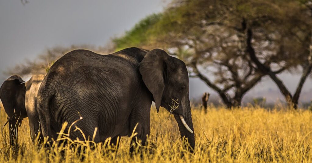 découvrez l'excitation d'un safari inoubliable au cœur de la nature sauvage. partez à l'aventure et observez de près la faune majestueuse dans son habitat naturel, tout en profitant de paysages à couper le souffle. réveillez l'explorateur qui est en vous !