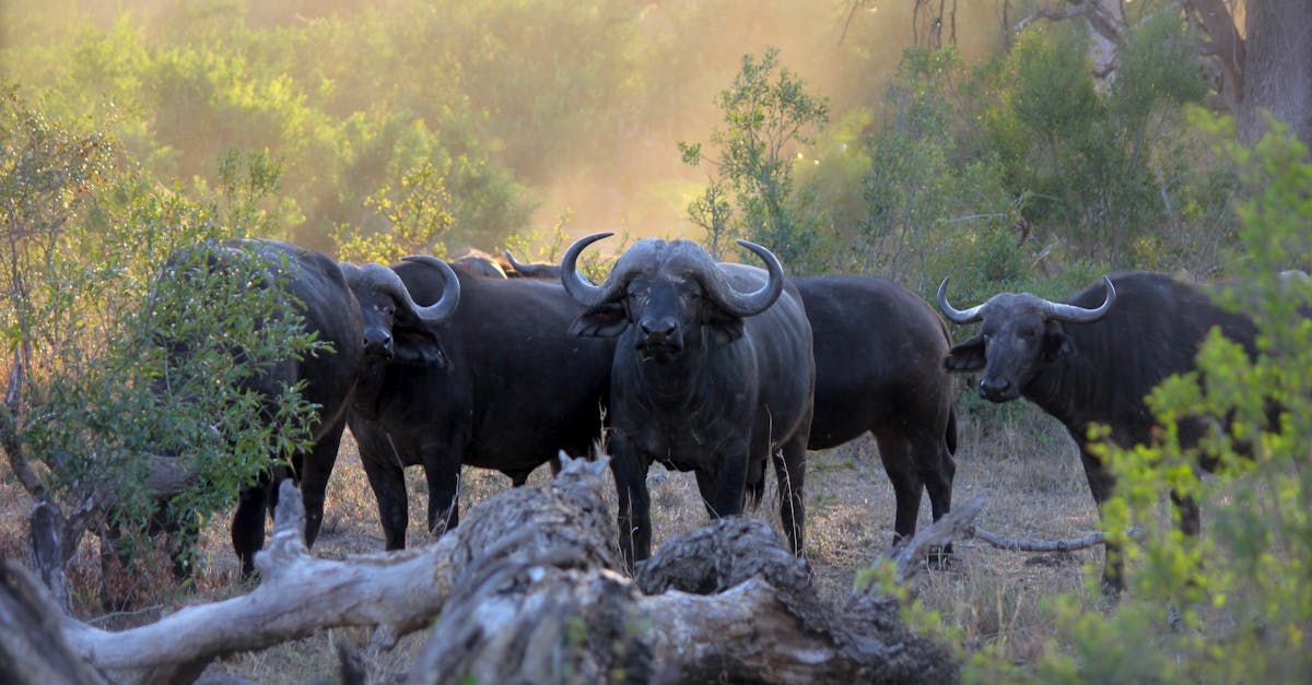 découvrez l'aventure ultime lors de notre safari, où vous pourrez observer des animaux sauvages dans leur habitat naturel, explorer des paysages époustouflants et vivre des moments inoubliables en pleine nature.
