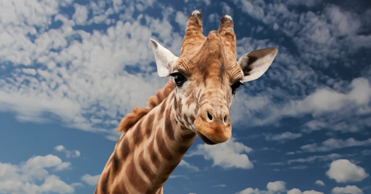 découvrez l'aventure ultime avec notre safari, une expérience unique au cœur de la nature sauvage. observez des animaux majestueux dans leur habitat naturel, explorez des paysages époustouflants et vivez des moments inoubliables. rejoignez-nous pour une expédition enrichissante et mémorable!