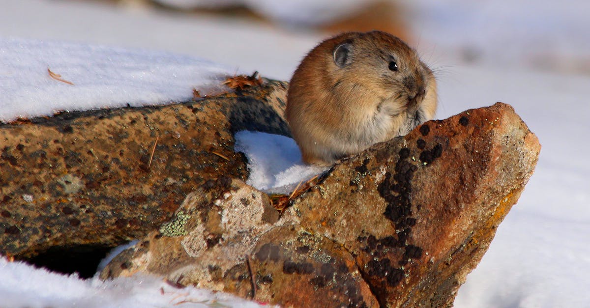 découvrez tout sur pika : informations, actualités, histoires insolites et curiosités autour de ce nom. plongez dans l'univers fascinant de pika en quelques lignes !
