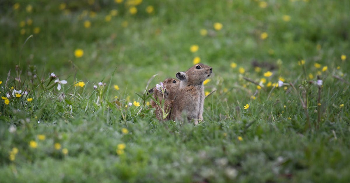 découvrez pika : tout ce qu'il faut savoir sur ce terme, ses différentes significations et son impact dans la culture populaire, les animés et le vocabulaire moderne.