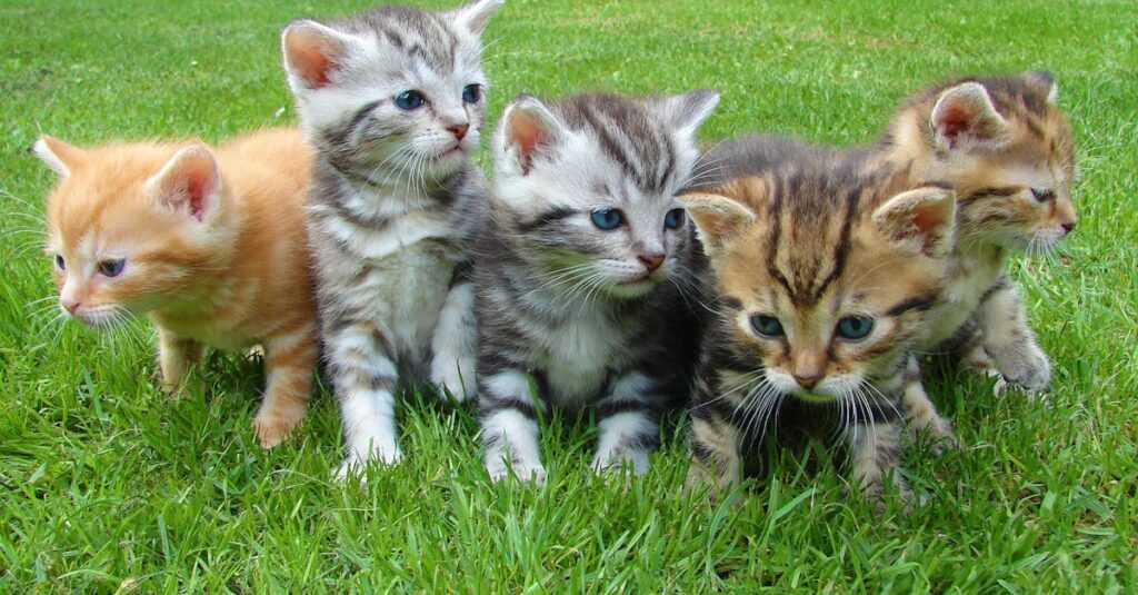 découvrez tout sur les chats : leurs races, comportements, soins, alimentation et conseils pour vivre en harmonie avec votre félin préféré. informations et astuces pour passionnés de chats.