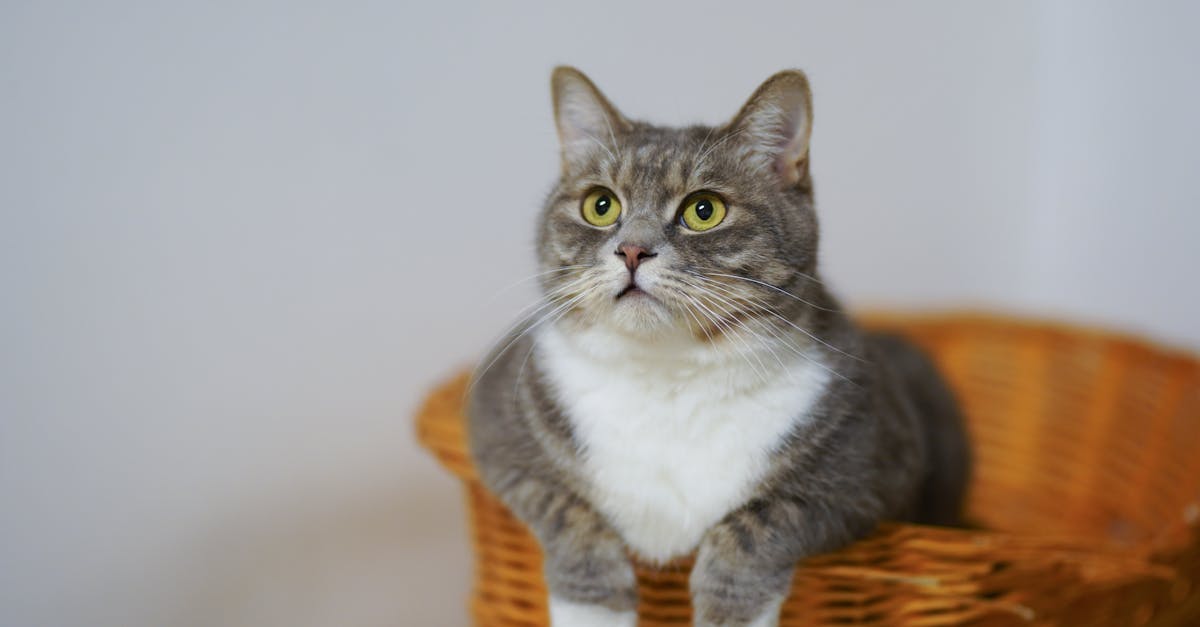 découvrez tout sur les chats : conseils d’entretien, races, alimentation, comportement et astuces pour prendre soin de votre félin au quotidien.
