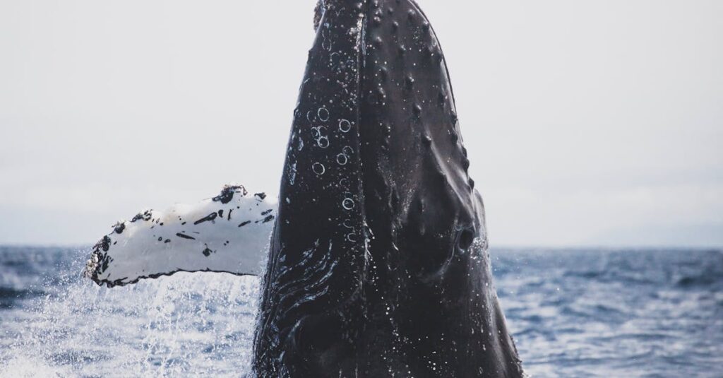 découvrez la suite captivante de breaking bad, plongeant davantage dans l'univers sombre de walter white et ses conséquences imprévisibles.