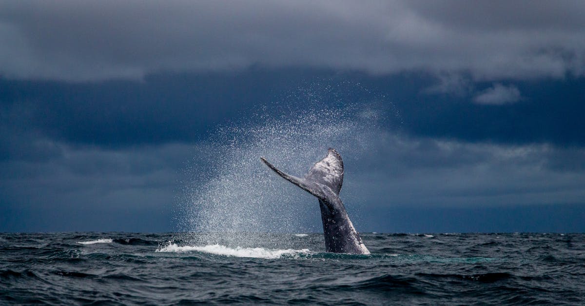 découvrez la suite passionnante de breaking bad, une série captivante qui reprend là où tout s'est arrêté avec des personnages inoubliables et une intrigue haletante.