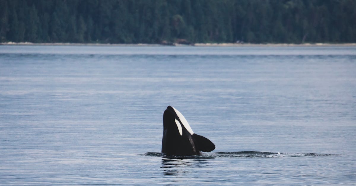 découvrez la suite captivante de breaking bad, plongez dans de nouvelles intrigues palpitantes avec vos personnages favoris dans ce sequel incontournable.