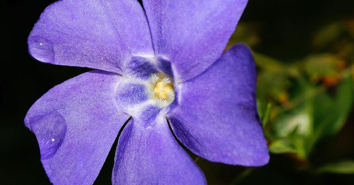 découvrez l'histoire fascinante du concorde, l'avion supersonique légendaire qui a révolutionné le voyage aérien grâce à sa vitesse et son design unique. plongez dans ses innovations, ses records et son héritage.