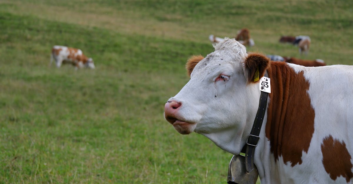 découvrez la garmin venu 4, une montre connectée alliant design élégant et fonctionnalités avancées pour un suivi précis de votre santé et de vos performances sportives.
