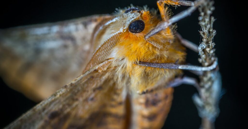 découvrez comment faire preuve de résilience face aux amendes hadopi et protéger vos droits numériques efficacement.