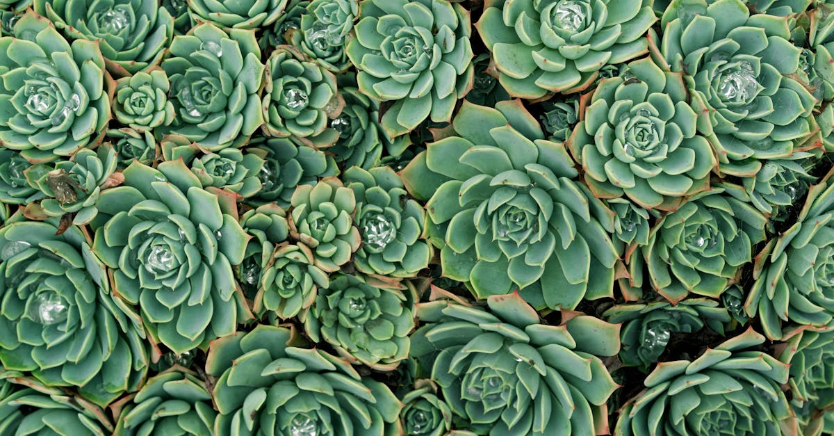 découvrez les dernières tendances du moment pour rester à la pointe de l'actualité, de la mode et de la technologie.