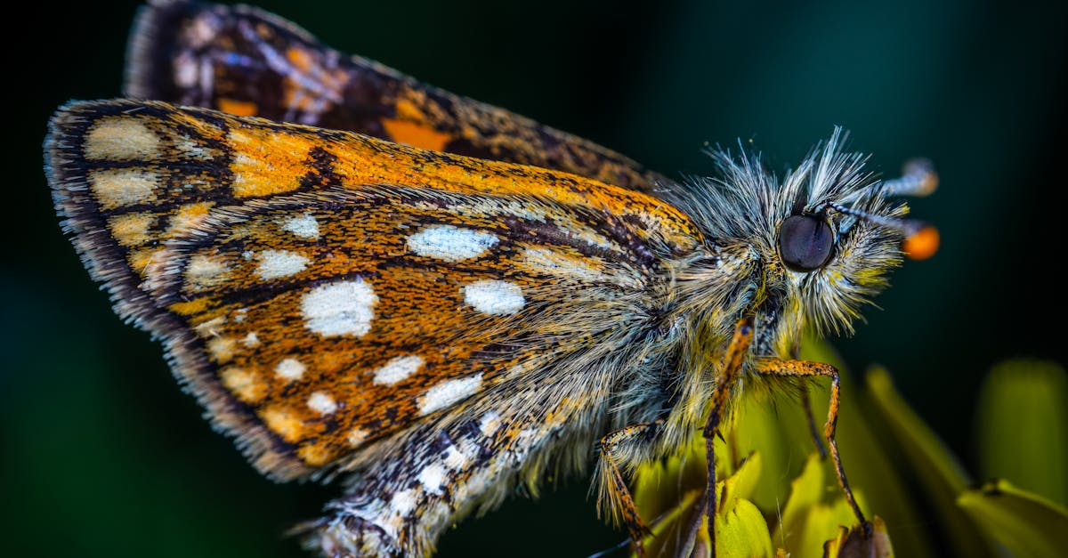 découvrez le xiaomi 14t pro : performance exceptionnelle, caméra haute résolution et design élégant pour une expérience mobile ultime.