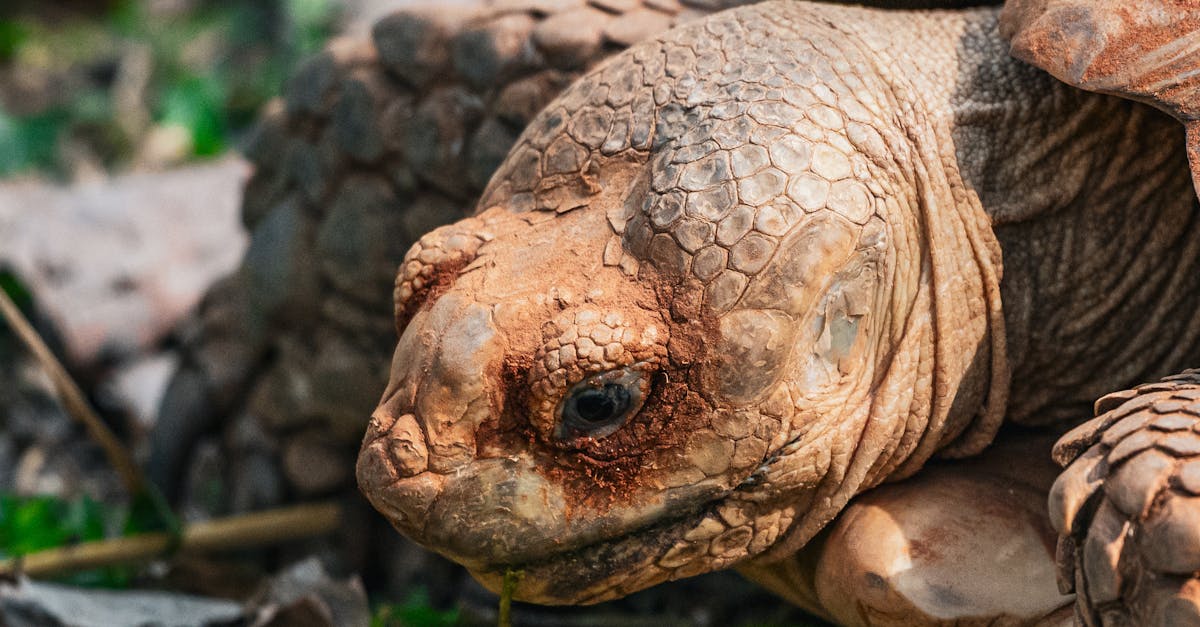 découvrez l'efficacité d'avast free en 2025 : protection optimale contre les menaces informatiques tout en restant gratuit et léger.