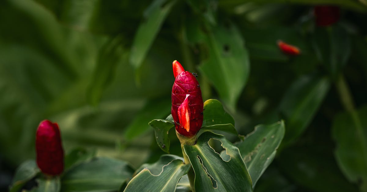 découvrez l'efficacité d'avast free en 2025 : analyse des performances, protection contre les menaces et nouveautés de la dernière version gratuite.