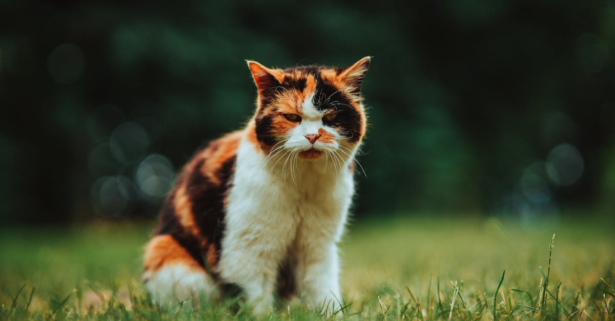 découvrez l'efficacité d'avast free en 2025 : protection optimale contre les virus, performances améliorées et sécurité renforcée pour votre ordinateur.