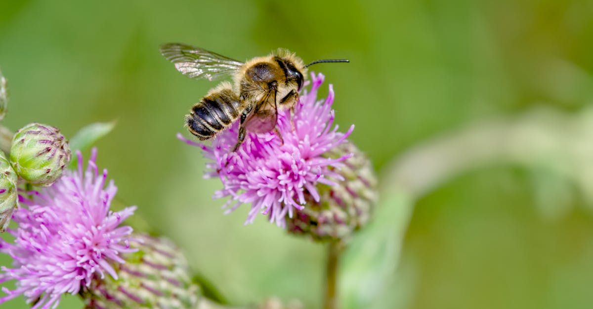 découvrez les mystères de la vie extraterrestre : recherches, découvertes et théories sur l'existence d'organismes au-delà de la terre.