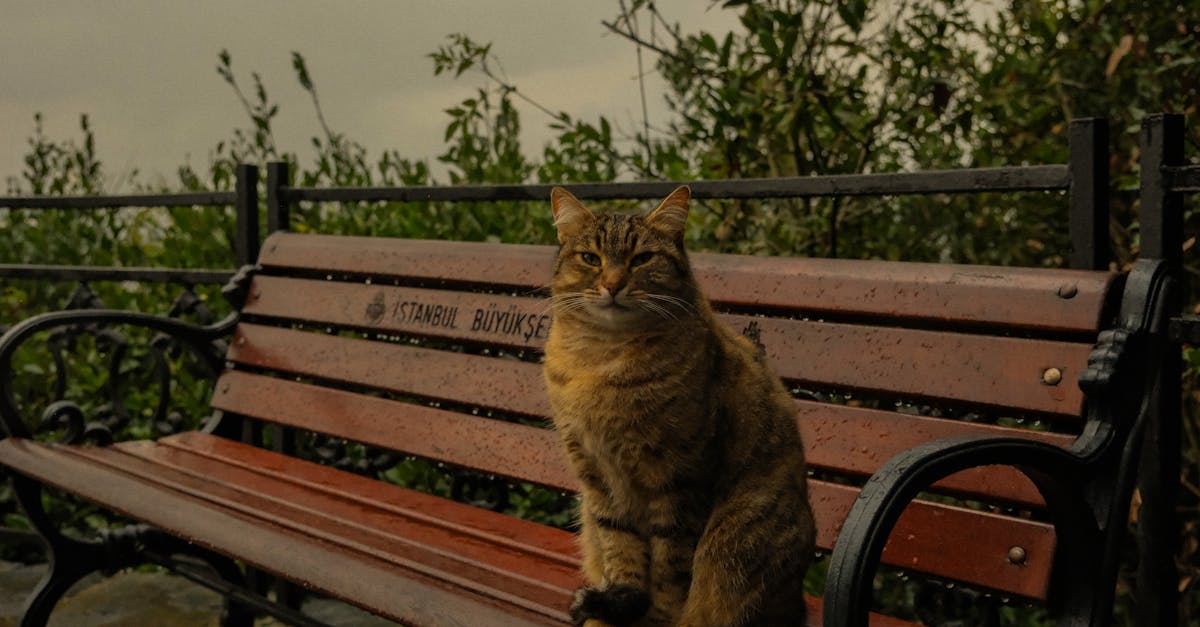 découvrez la collection de matelas ikea 2025 : confort, innovation et qualité pour des nuits réparatrices.