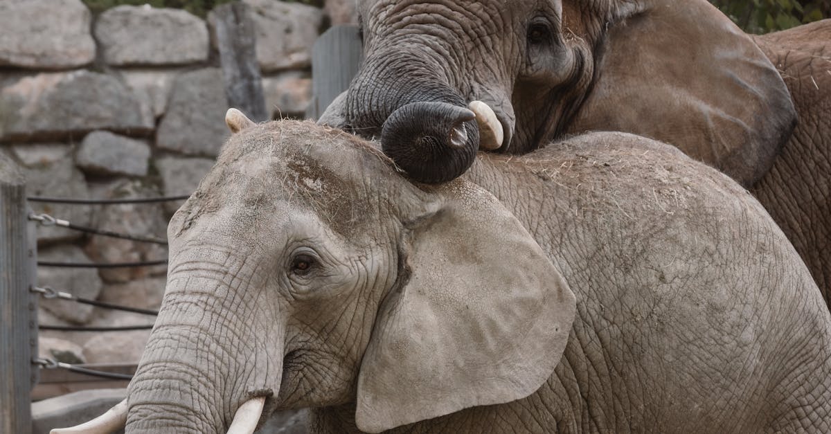découvrez la comparaison complète entre le pixel 9 et le pixel 8 : design, performances, appareil photo et nouveautés pour choisir le smartphone qui vous convient.
