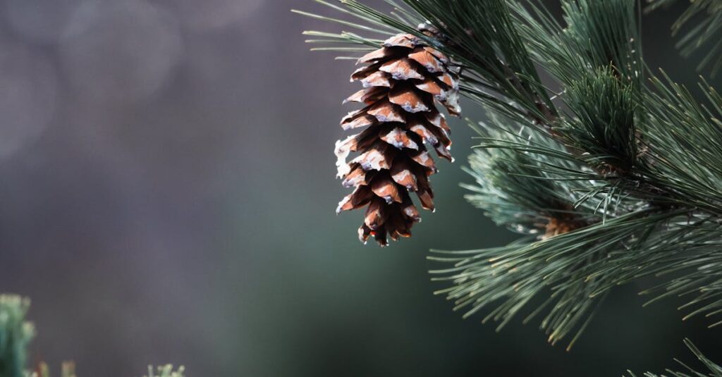 découvrez les tarifs spotify pour 2025 et choisissez l'abonnement qui vous convient le mieux parmi les options gratuites et premium.