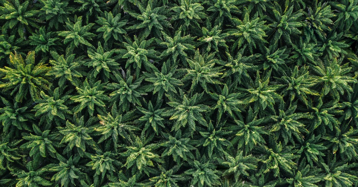 amazon, la plateforme en ligne incontournable pour acheter une large gamme de produits, profiter de promotions exclusives et bénéficier d'une livraison rapide.