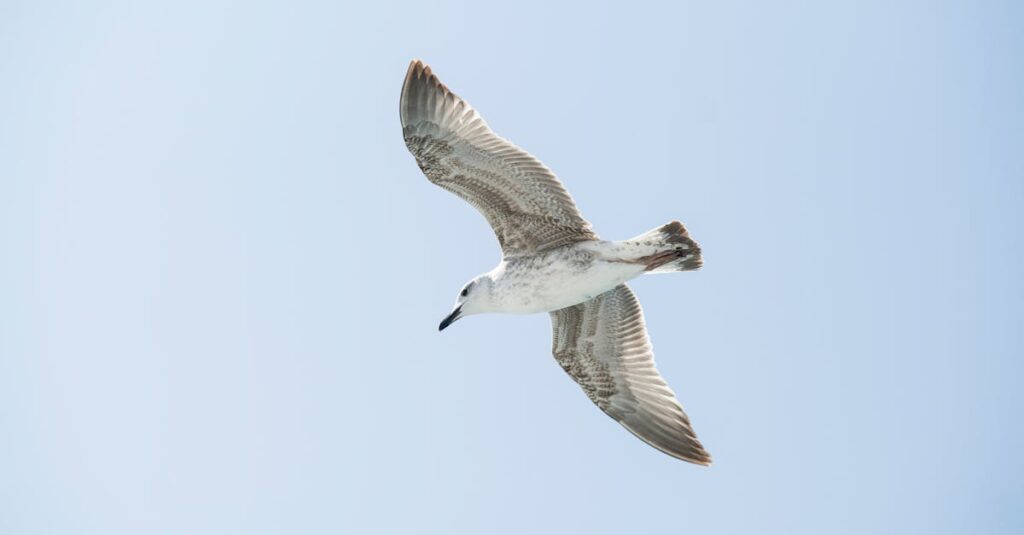 guide gratuit pour regarder l'australian open en streaming légalement et en direct. découvrez les meilleures plateformes et astuces pour ne rien manquer du tournoi de tennis.