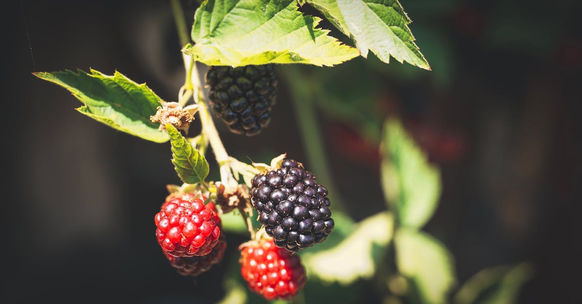 découvrez tout sur blackberry : ses smartphones, son système d'exploitation, et son évolution dans le monde de la technologie mobile.