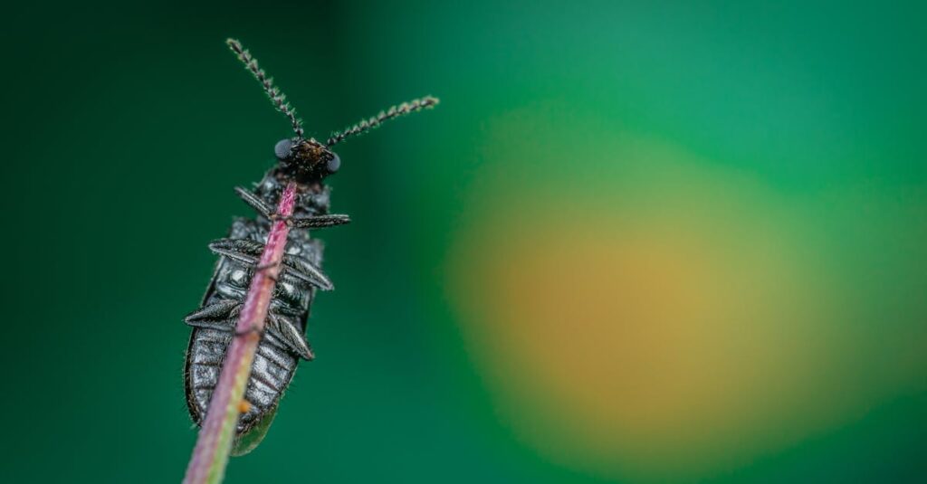 Adobe Firefly : l’IA qui duplique à la perfection votre style visuel unique découvrez adobe firefly, l'outil innovant d'adobe pour la création graphique assistée par intelligence artificielle, simplifiant vos projets créatifs.