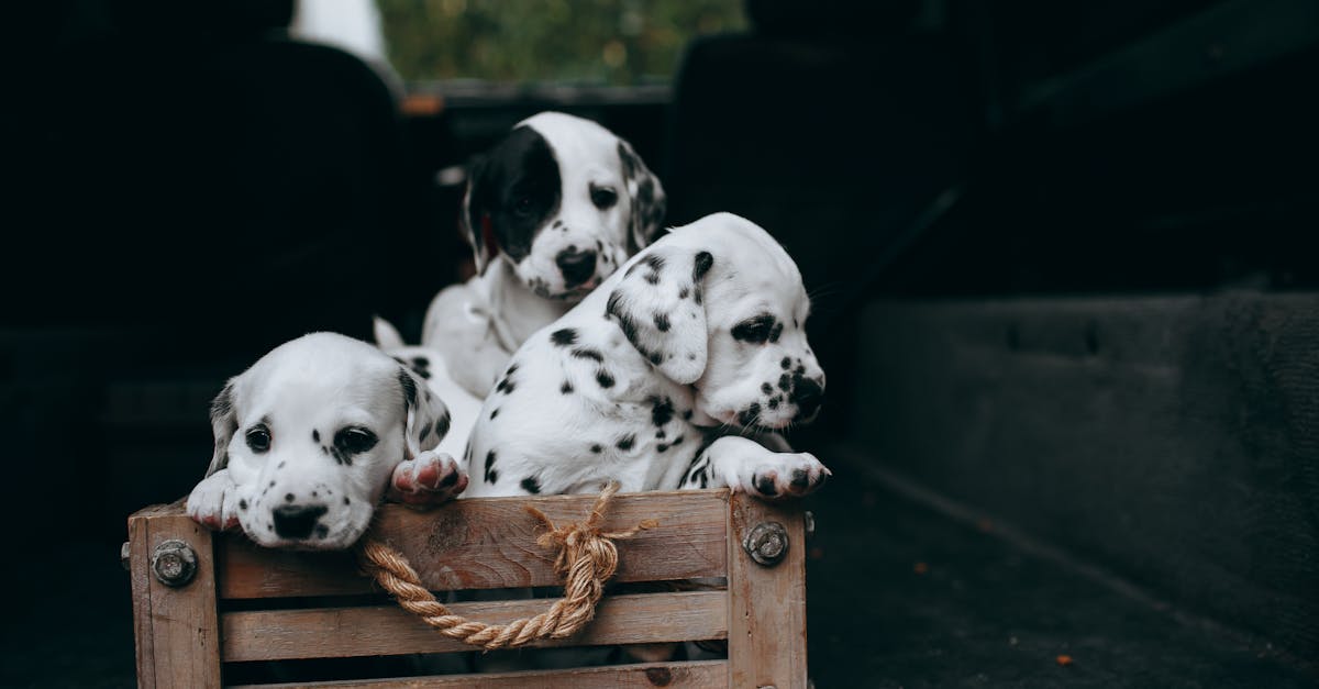 découvrez comment l'adoption de la formation en intelligence artificielle transforme les compétences et booste l'innovation dans votre entreprise.